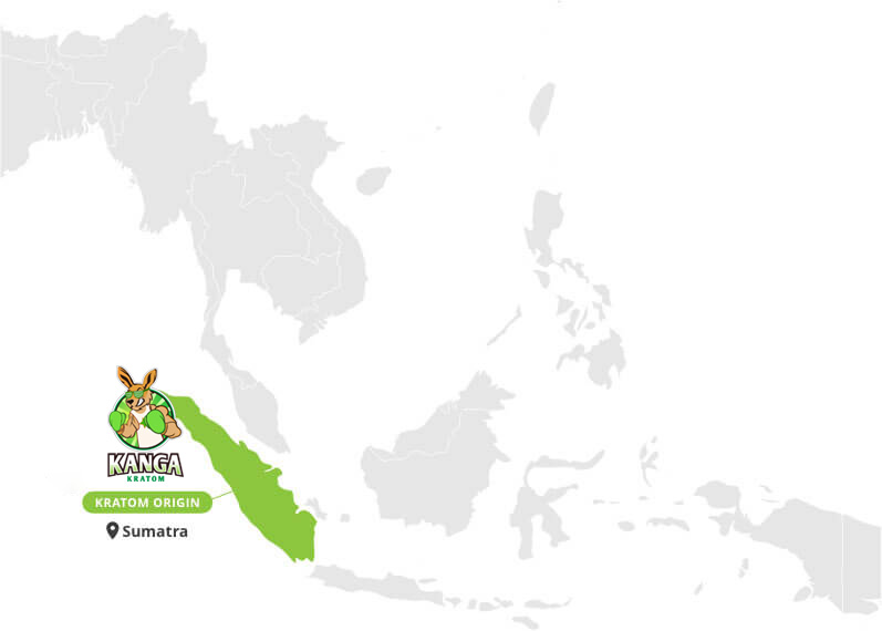 Origin of Green Sumatra Kratom Powder - By Kanga Kratom