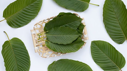 Kratom leaves, which represents white maeng da kratom